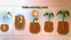 four stages of growing sunflowers from seed to plant