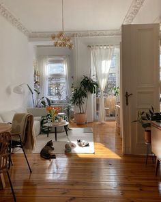 a living room filled with furniture and lots of plants on top of a hard wood floor