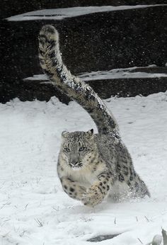 a snow leopard running in the snow with it's front paws on its back