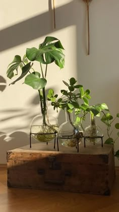 three plants in vases sitting on top of a wooden box