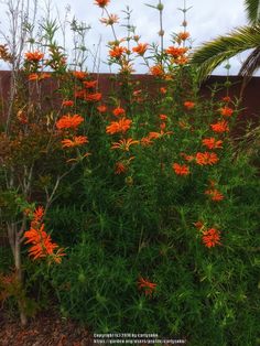 an orange flower bush in front of a brown fence with palm trees and clouds in the background