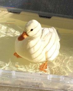 a duck is swimming in some clear water