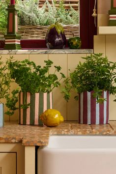 several potted plants sit on the counter in front of a kitchen sink and window