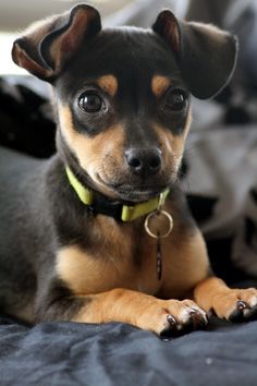 a small black and brown dog laying on top of a bed