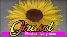 a sunflower with the words grosol and fiestas y mas