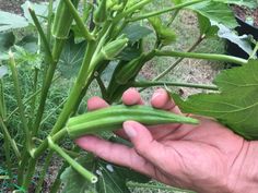 a person holding up some green beans in their hand while standing next to a plant