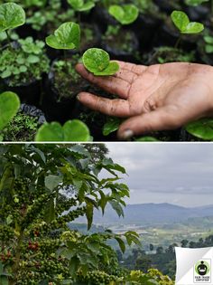 there are two pictures with plants in the middle and on the right, one has green leaves