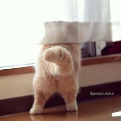 a small white kitten standing on its hind legs