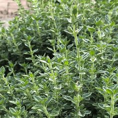 some very pretty green plants in a big field