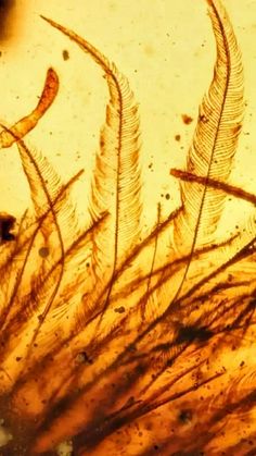 some brown and black feathers on a white surface