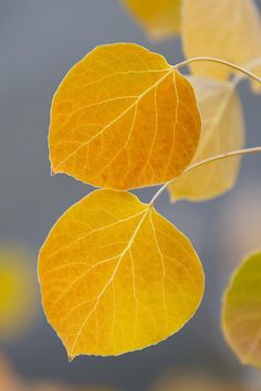 two yellow leaves hanging from a tree branch