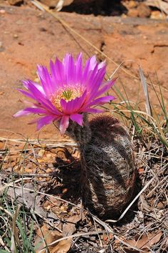 a purple flower sitting on top of dry grass