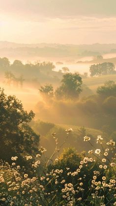 the sun shines through the foggy trees and flowers in the foreground, as seen from above