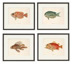 four framed pictures of different types of fish