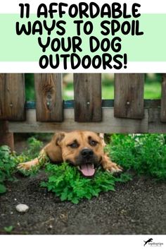 11 Affordable Ways to Spoil Your Dog Outdoors! Outdoor Dog Yard Ideas, Outdoor Dog Shade Ideas, Divided Backyard For Dogs, Grassless Backyard Ideas For Dogs, Dog Turf Potty Area, Dog Poop Area Backyard, Bark Backyard, Outdoor Dog Kennel Ideas Backyards