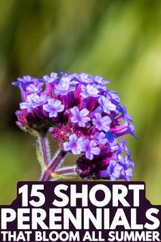 purple flowers with the words 15 short perennials that bloom all summer