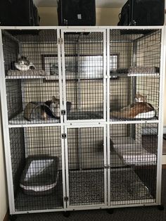 two cats are sitting in their cages on top of each other and one cat is laying down