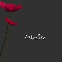 two red flowers in a vase with the word steeke written on it's side