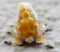 a close up of a yellow and white moth on the ground with it's wings spread