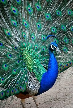 a peacock with its feathers spread out