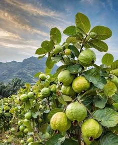 the fruit is growing on the tree and ready to be picked from it's branches