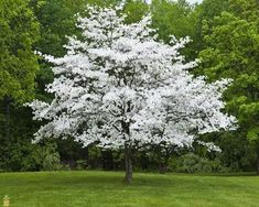 a large white tree in the middle of a park