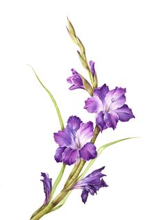 purple flowers with green stems on a white background