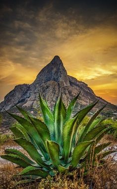 a large green plant sitting on top of a grass covered field next to a mountain