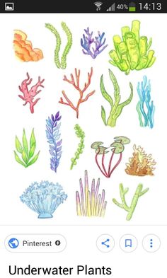 an image of seaweed and corals drawn in colored pencil