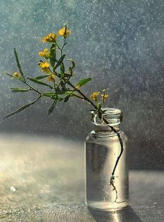 a glass jar with some yellow flowers in it