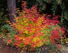 colorful foliage in the woods near trees