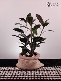 a potted plant sitting on top of a black and white checkered table cloth