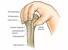 an image of a hand holding the end of a long bone with labels on it