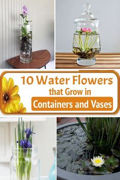 there are flowers that grow in containers and vases on the table with water inside