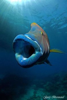 a fish with its mouth open swimming in the blue water near some corals and sun beams