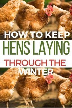 chickens laying through the winter with text overlay that reads how to keep hens laying through the winter