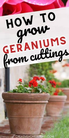 flowers in pots with text overlay how to grow geraniums from cuttings