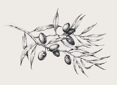 an olive tree branch with leaves and fruits on it, vintage engraved engraving or hand drawn