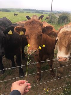 three cows are standing behind a barbed wire fence and looking at the camera person's hand