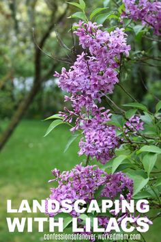 purple flowers blooming on the branches of a tree in a park, with green grass and trees in the background