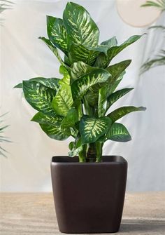 a potted plant sitting on top of a table