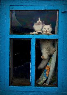 two white cats sitting on top of a window sill