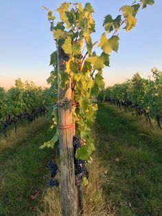 vines growing on the side of a wooden pole in a vineyard at sunset or dawn