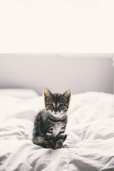 a small kitten sitting on top of a white bed