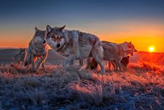 three wolfs are walking in the grass at sunset