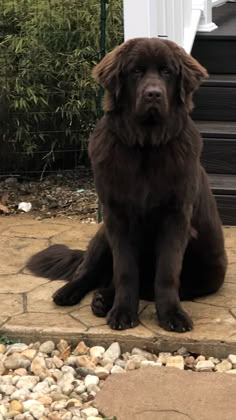 a large brown dog sitting on top of a stone floor next to a set of steps