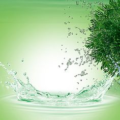 an image of water splashing on top of a green tree with leaves in the background