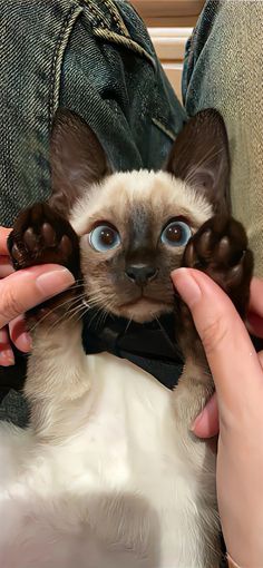 a siamese cat with blue eyes being held up by someone's hands and wearing a black bow tie