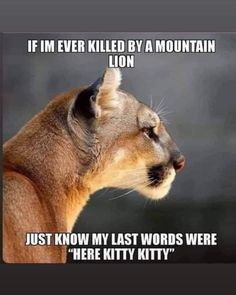 a mountain lion is shown with the caption'if i'm ever killed by a mountain lion, just know my last words were here kitty kitty