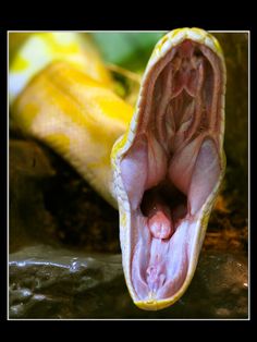 an open mouth in the middle of a banana peel